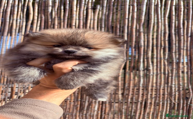 Pomerania perros - Anuncio 1