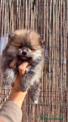 Pomerania perros - Anuncio 2