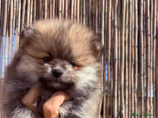 Pomerania perros Pomerania - Anuncio 14