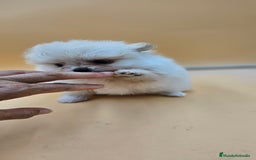 Pomerania perros en venta: Lulú de pomerania  en Cádiz - Imagen 1