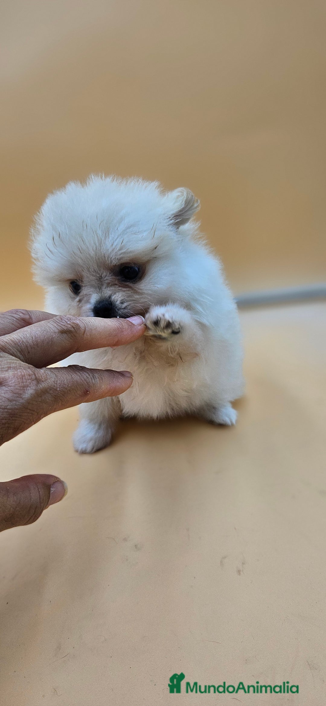 Pomerania perros en venta: Lulú de pomerania  en Cádiz - Imagen 1