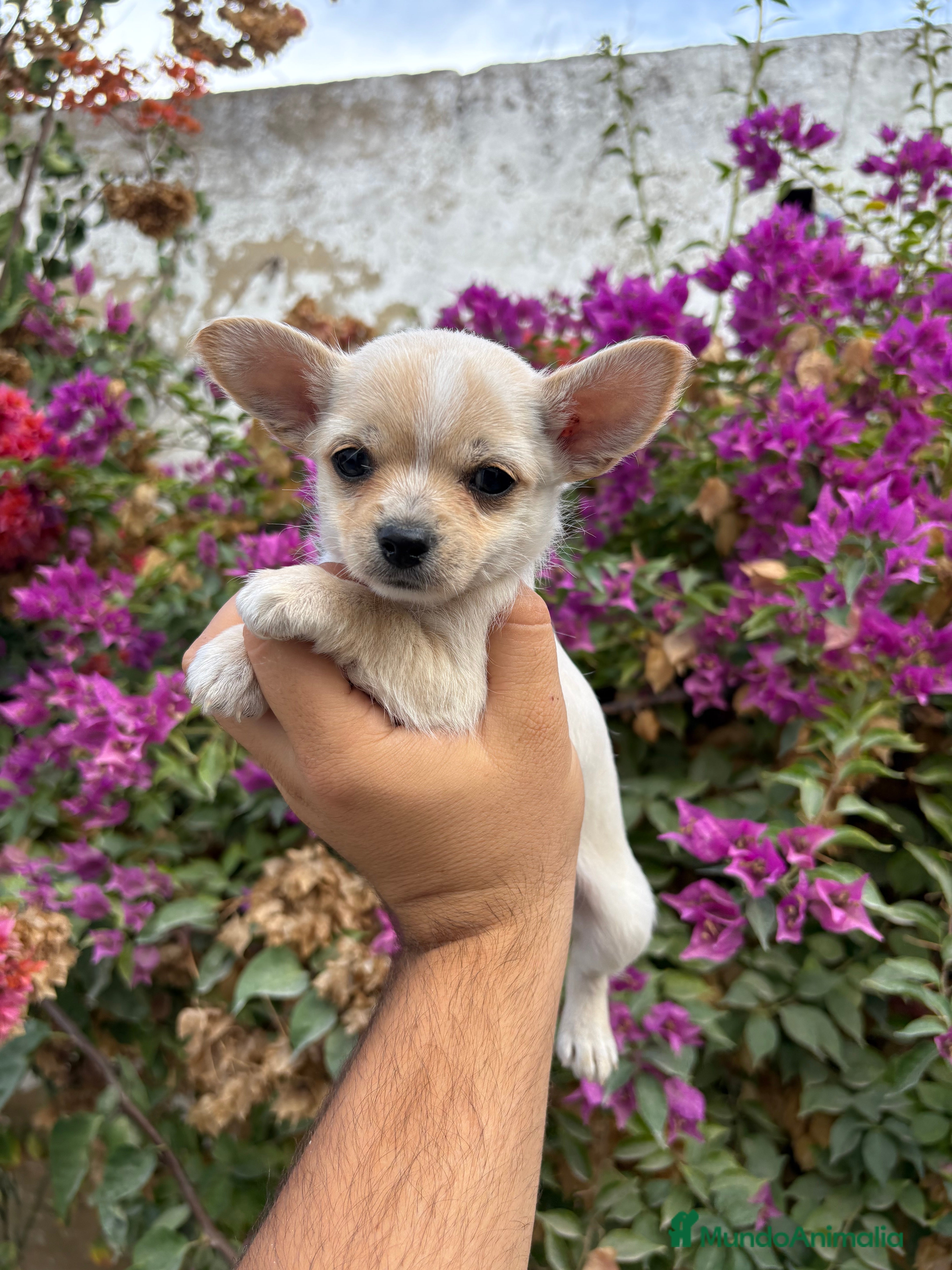 Chihuahua perros Chihuahuas Toy - Anuncio 25