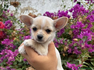 Chihuahua perros - Anuncio 3