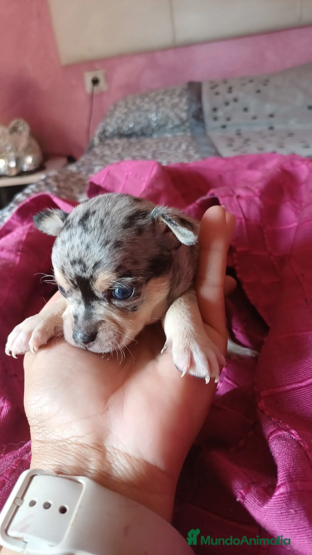 Chihuahua perros en venta: Chihuahua macho merle🩵🐾 - Anuncio 1