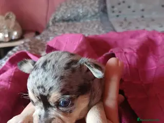 Chihuahua perros Chihuahua macho merle🩵🐾 - Anuncio 3