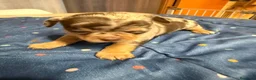 Chihuahua perros en venta: Hembra de chihuahua  en Barcelona - Anuncio 1