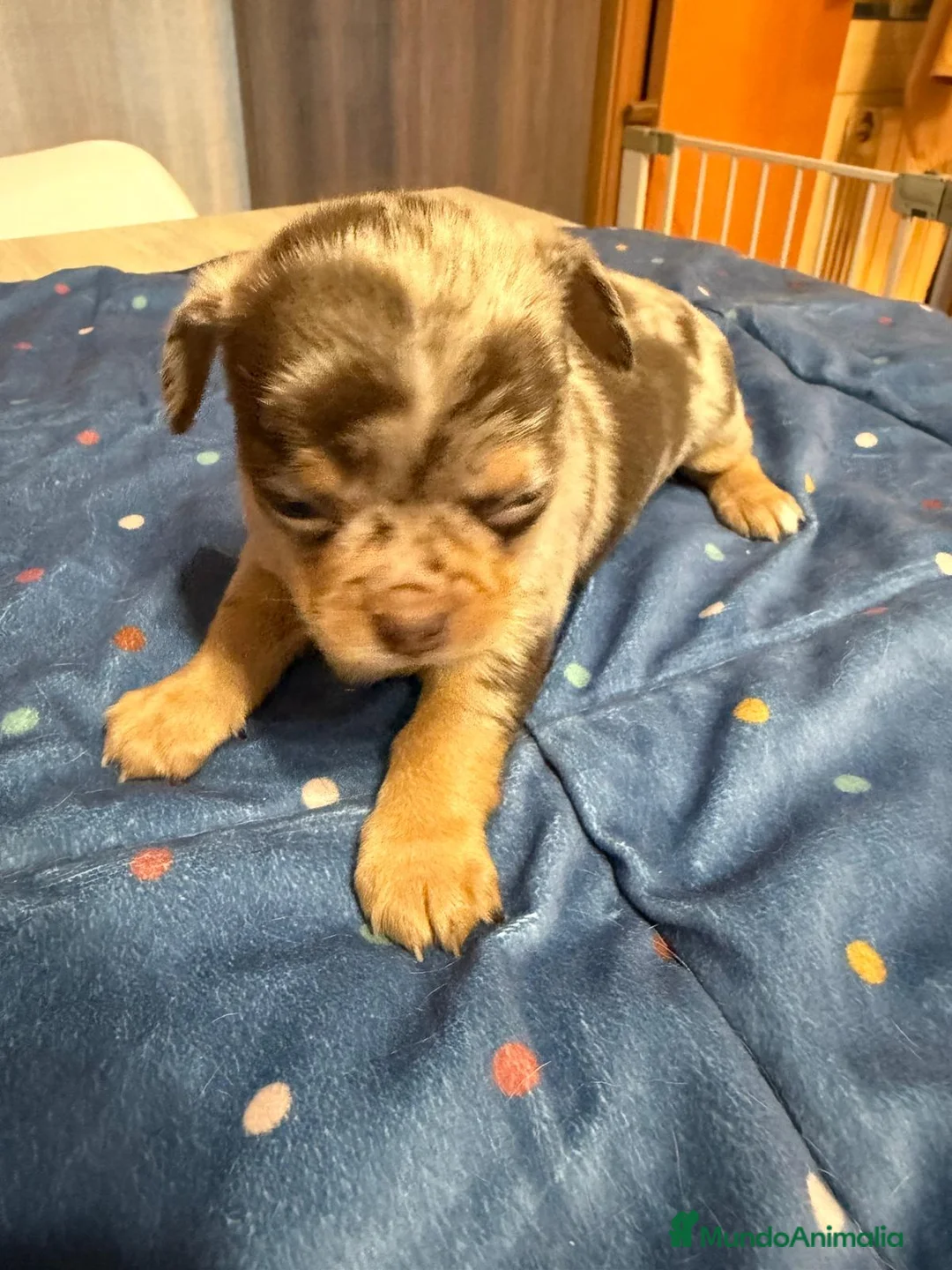 Chihuahua perros en venta: Hembra de chihuahua  en Barcelona - Anuncio 1