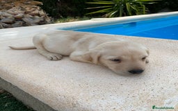 Labrador Retriever perros en venta: CACHORROS LABRADOR RETRIEVER  - Imagen 2