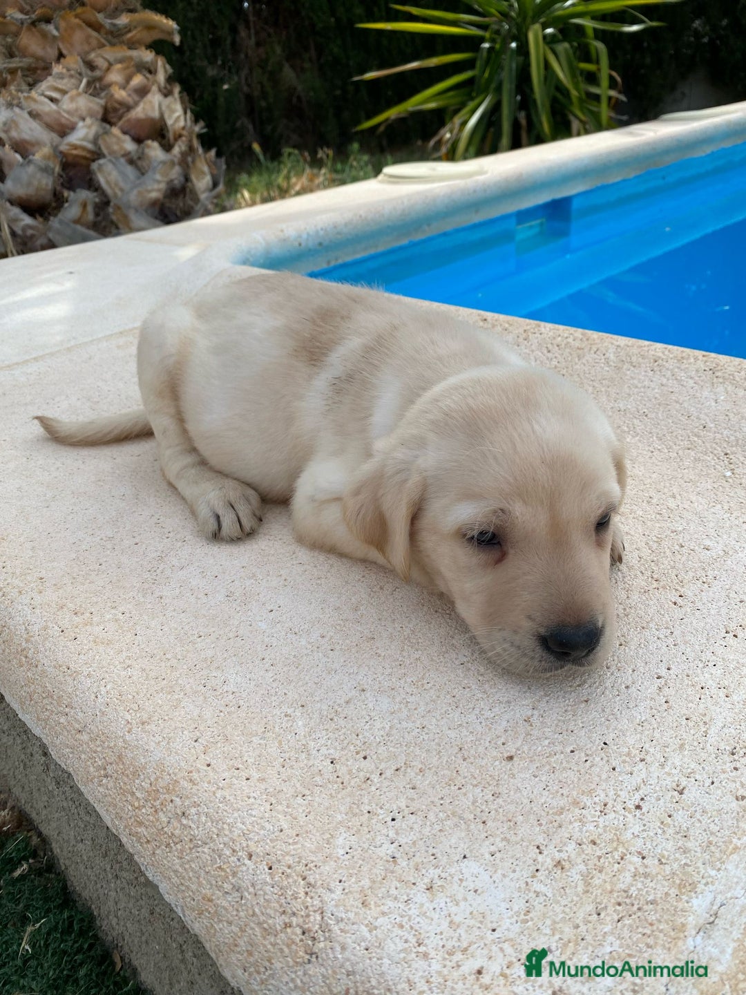Labrador Retriever perros en venta: CACHORROS LABRADOR RETRIEVER  - Imagen 2