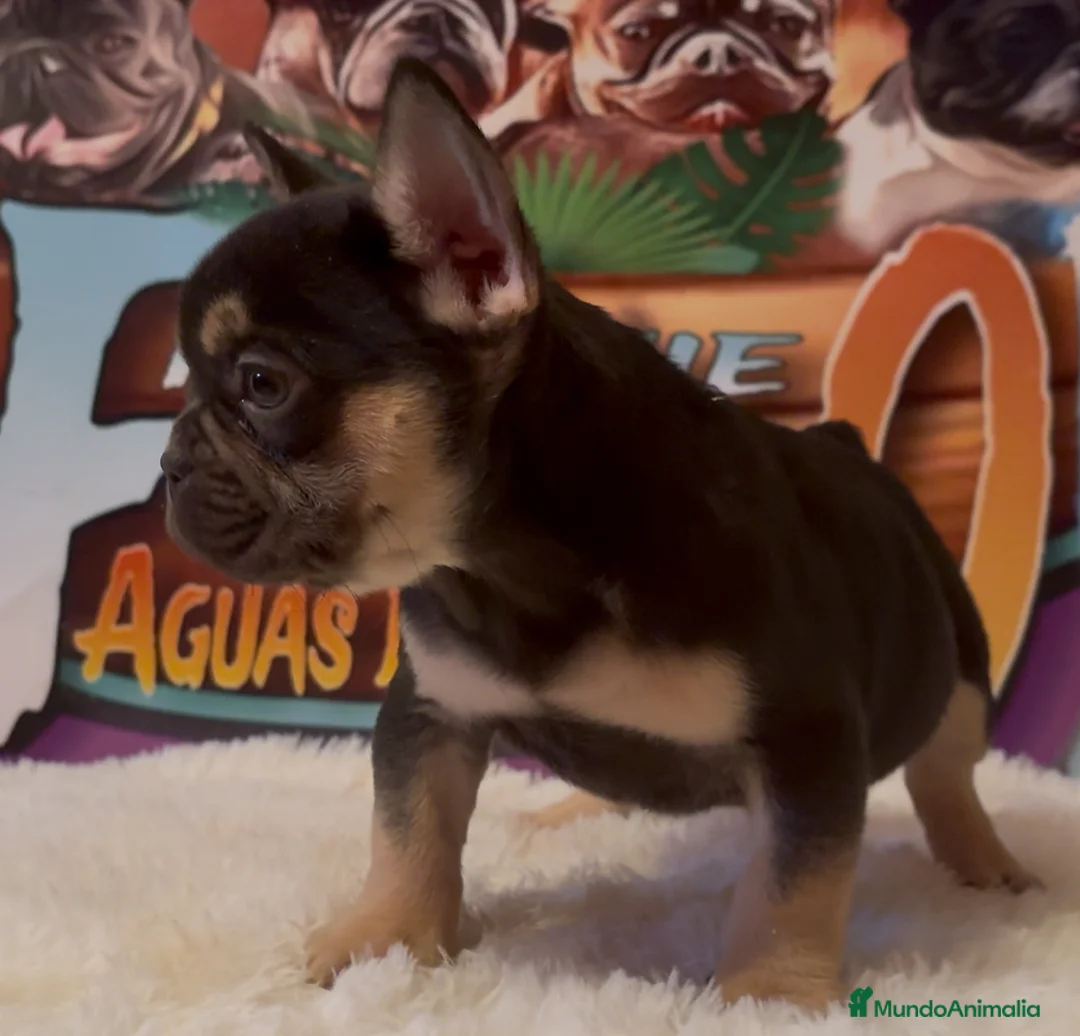 Bulldog Francés perros en venta: Bulldog francés madrid en Madrid - Anuncio 2