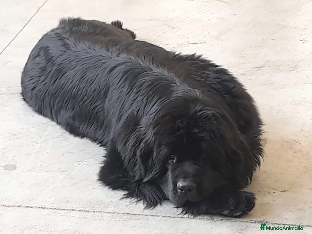 Imagen de galería {{count}}