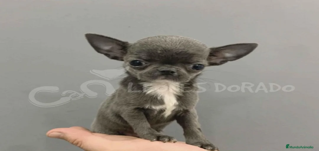 Imagen de galería {{count}}