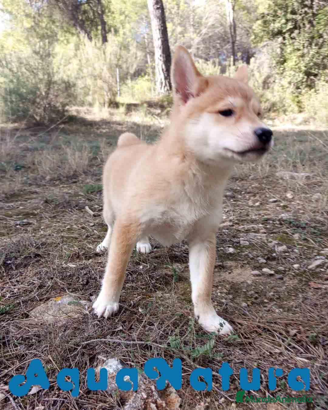 Shiba Inu perros en venta: Shiba Inu Hembra de Alba y Simbad 1722 AQUANATURA - Anuncio 5