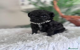 Caniche Toy perros en venta: CANICHE TOY MACHO - Anuncio 11