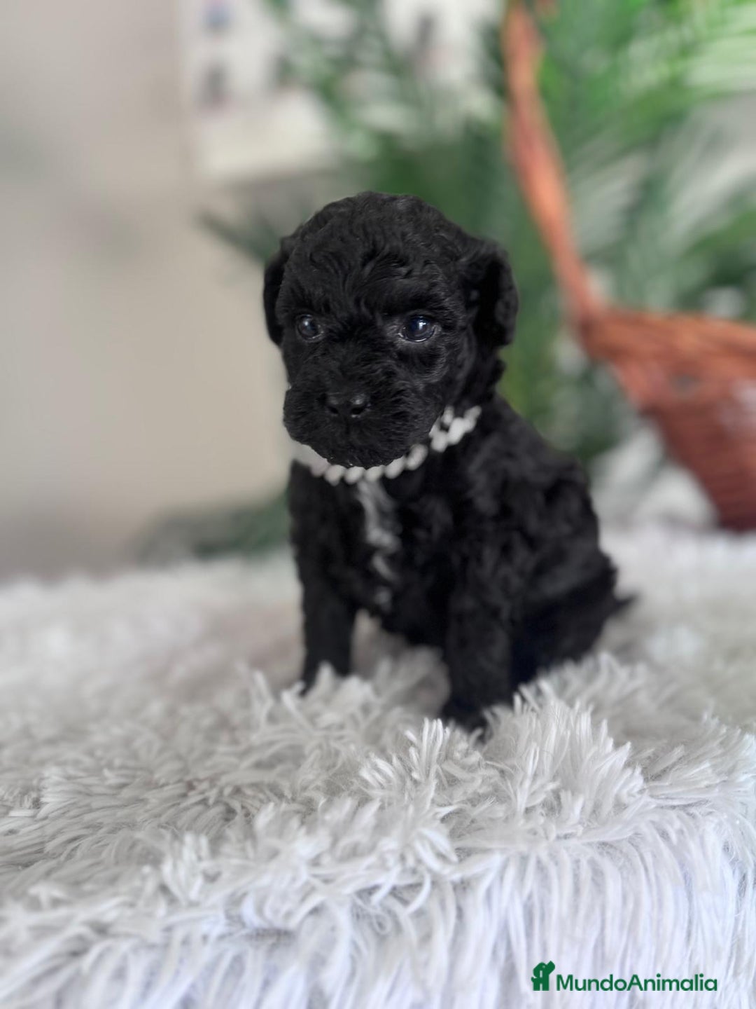 Caniche Toy perros en venta: CANICHE TOY MACHO - Anuncio 11