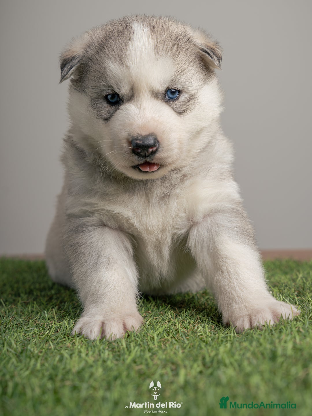 Husky Siberiano perros en venta: IDEAL CAMADA HUSKY - Anuncio 10