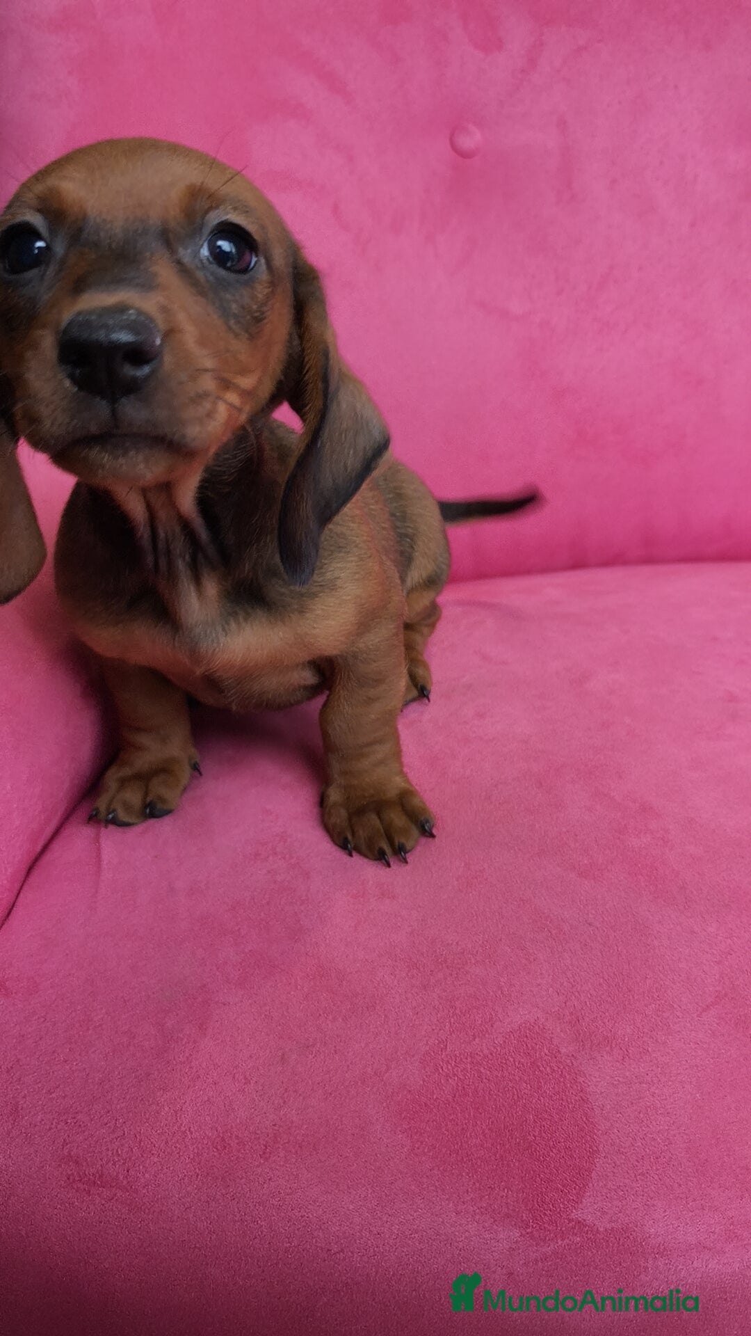 Teckel perros Teckel mini  - Anuncio 8