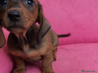 Teckel perros Teckel mini - Anuncio 4