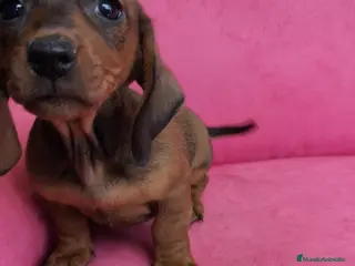 Teckel perros Teckel mini - Anuncio 9