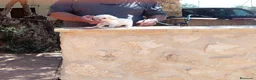 Raza Mixta perros en venta: Preciosos cachorritos de crestepoo - Anuncio 2