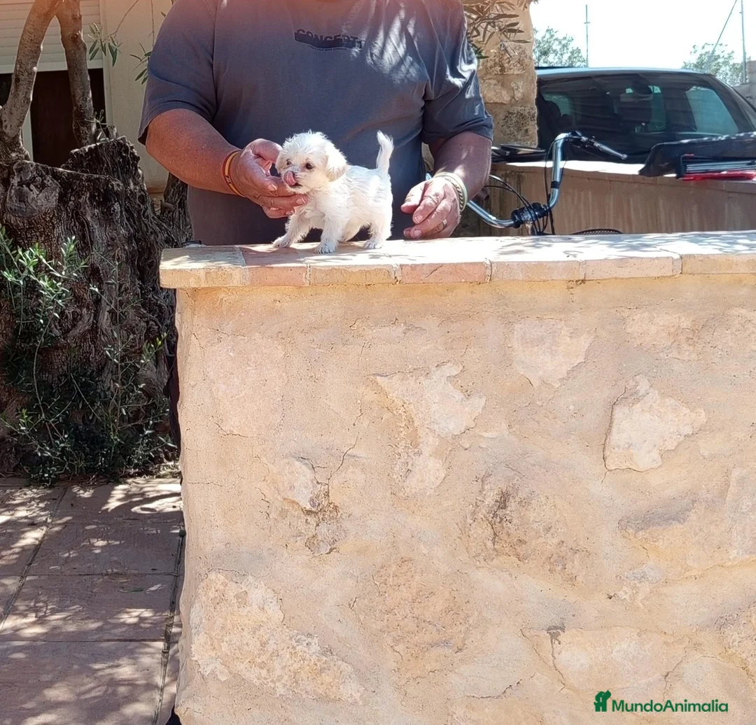 Raza Mixta perros en venta: Preciosos cachorritos de crestepoo - Anuncio 2