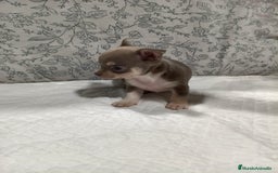 Chihuahua perros en venta: Chihuahua macho toys - Imagen 6