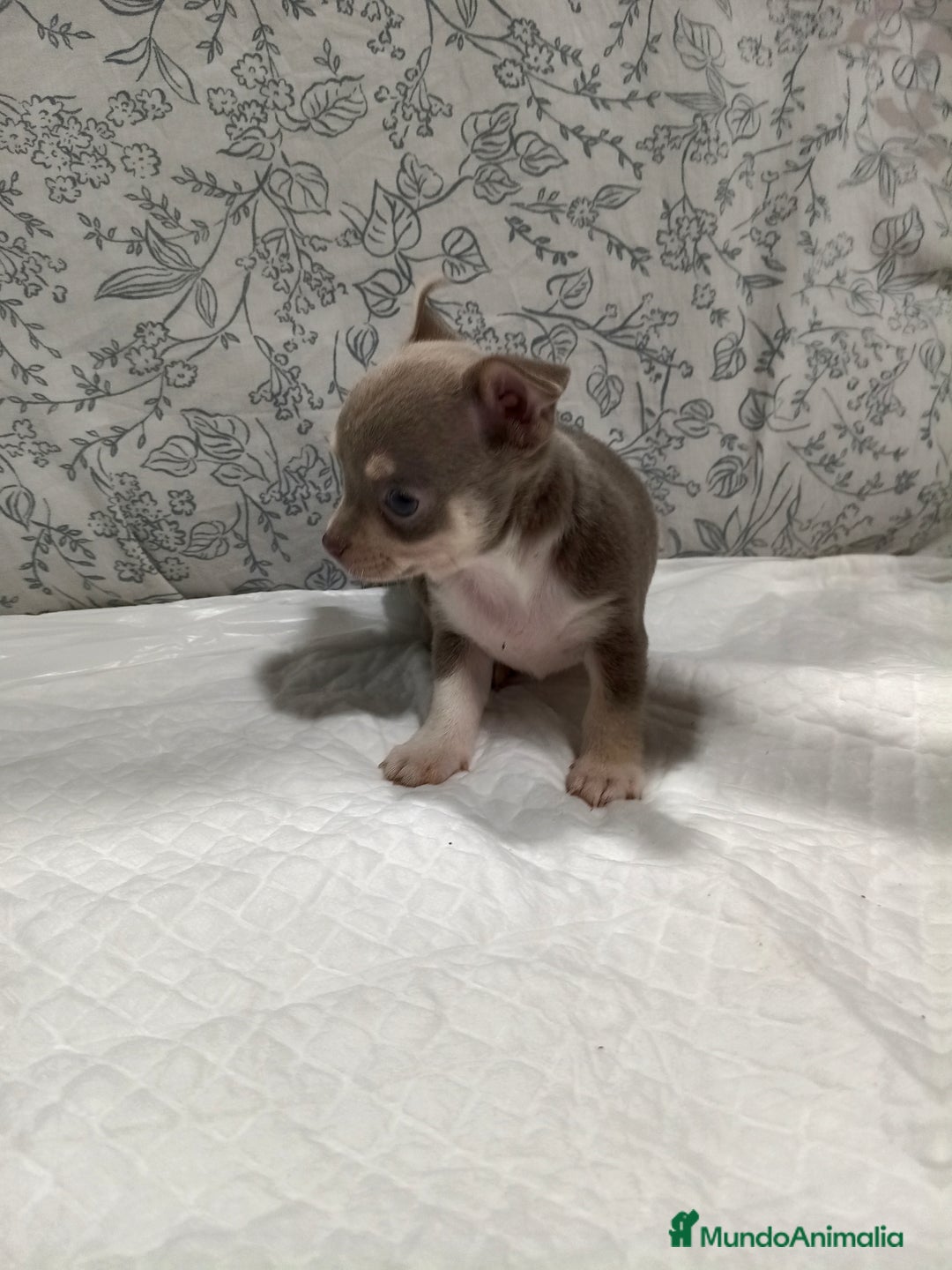Chihuahua perros en venta: Chihuahua macho toys - Imagen 6