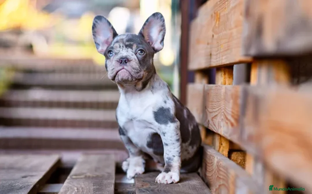Bulldog Francés perros en venta: BULLDOG FRANCES - MADRID - ENTREGA  - Anuncio 1