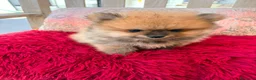 Pomerania perros en venta: Lulú pomerania toy - Anuncio 13