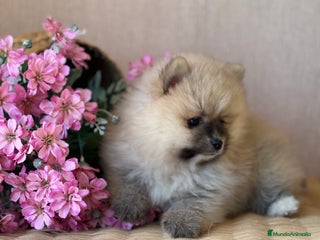 Pomerania perros - Anuncio 4