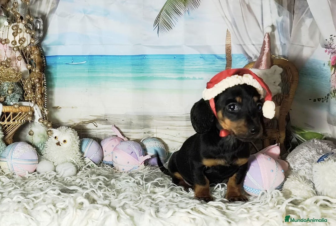 Teckel perros en venta: Teckel kanichen  - Anuncio 1