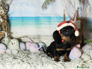 Teckel perros Teckel kanichen - Anuncio 1