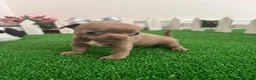 Chihuahua perros en venta: PRECIOSOS CHIHUAHUA RUSO Y ASIÁTICO - Anuncio 14