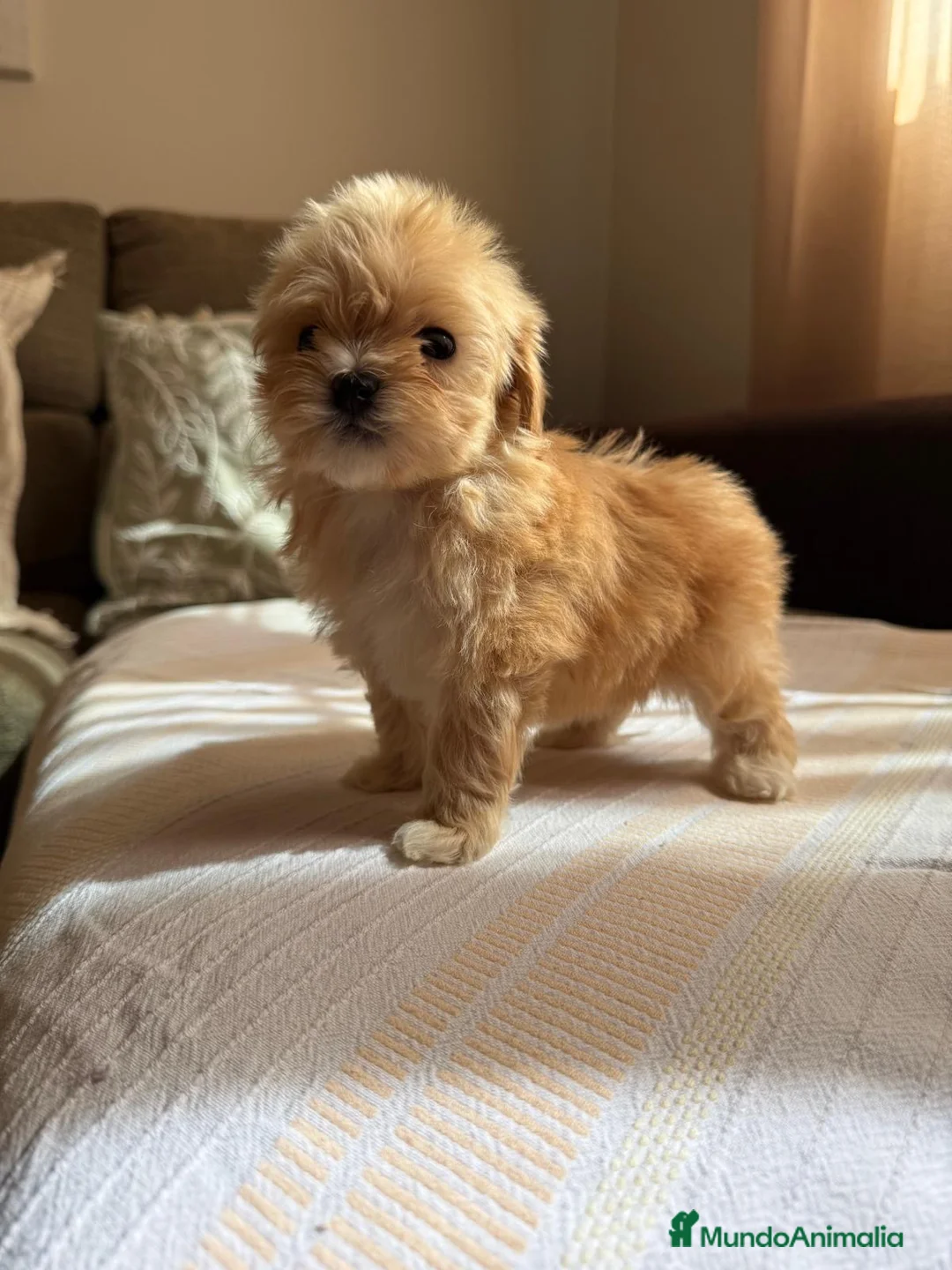 Maltipoo perros en venta: Maltipoo Toy - Anuncio 2