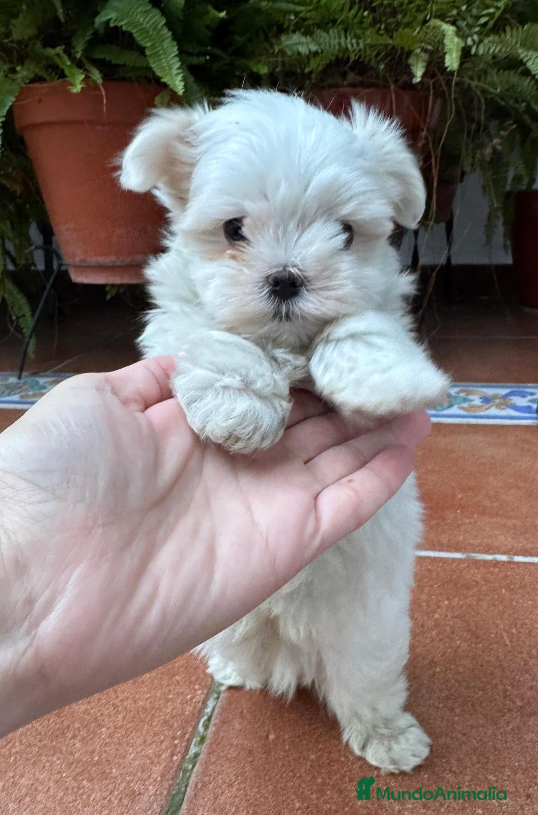 Bichón Maltés perros Bichón maltés toy - Anuncio 4