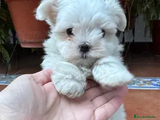 Bichón Maltés perros Bichón maltés toy - Anuncio 4