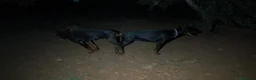 Dobermann perros en venta: Impresionantes Doberman - Anuncio 3