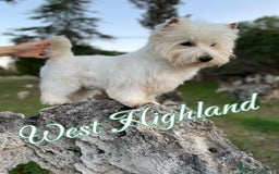 West Highland White Terrier perros en venta: Westys Macho disponible  - Imagen 11
