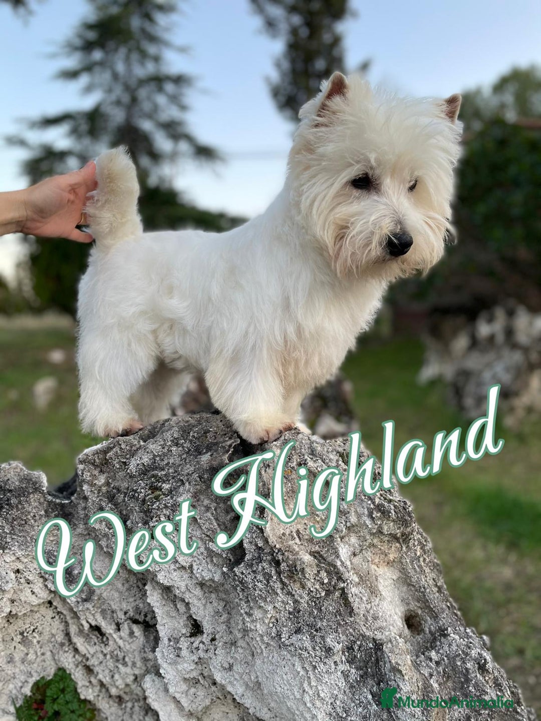 West Highland White Terrier perros en venta: Westys Macho disponible  - Imagen 11