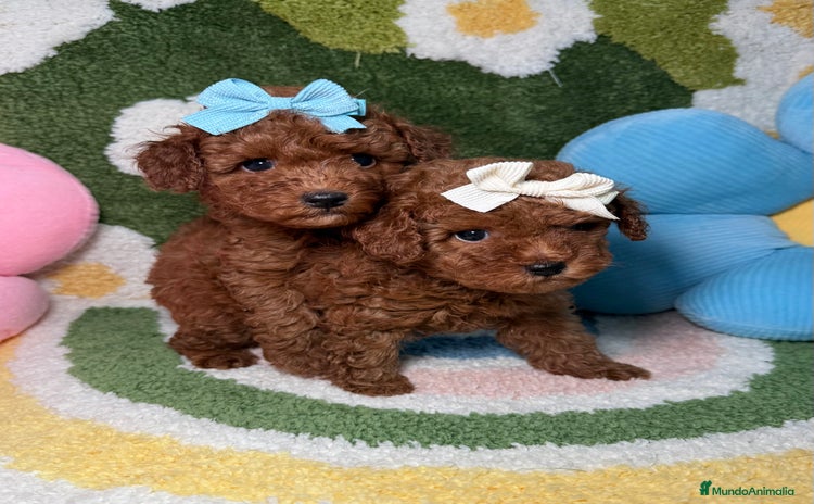 Caniche Toy perros - Propaganda 2