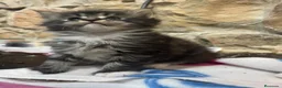 Maine Coon gatos en venta: Rey- Diez cattery  - Anuncio 34