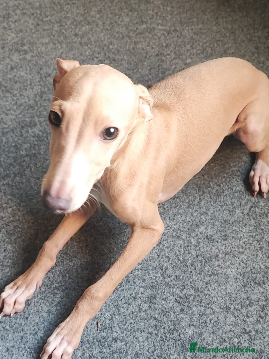 Pequeño Lebrel Italiano perros en venta: GALGO ITALIANO macho - Anuncio 3