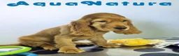 Cocker Spaniel Inglés perros en venta: Cocker Spaniel Macho - Anuncio 3