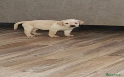 Labrador Retriever perros en venta: Hembra de labrador  - Imagen 6