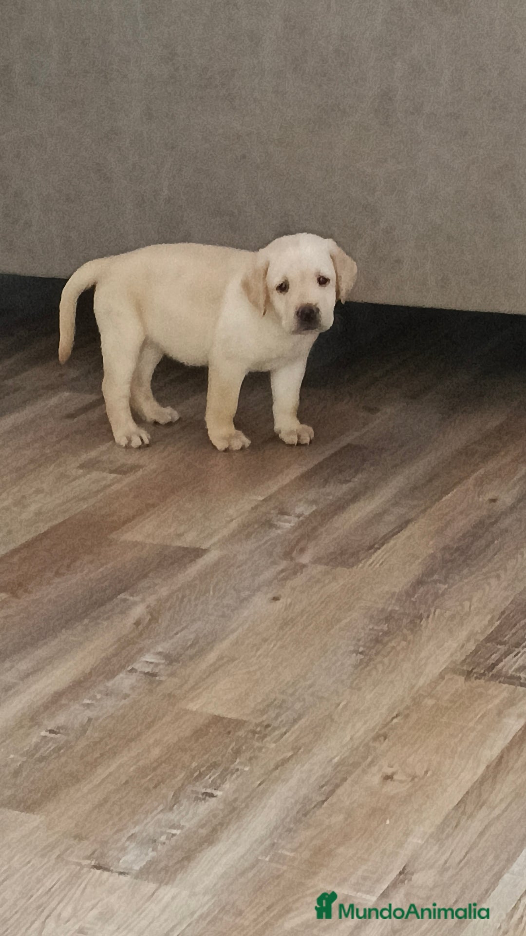 Labrador Retriever perros en venta: Hembra de labrador  - Imagen 6