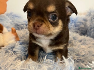 Chihuahua perros en Barcelona - Anuncio 27