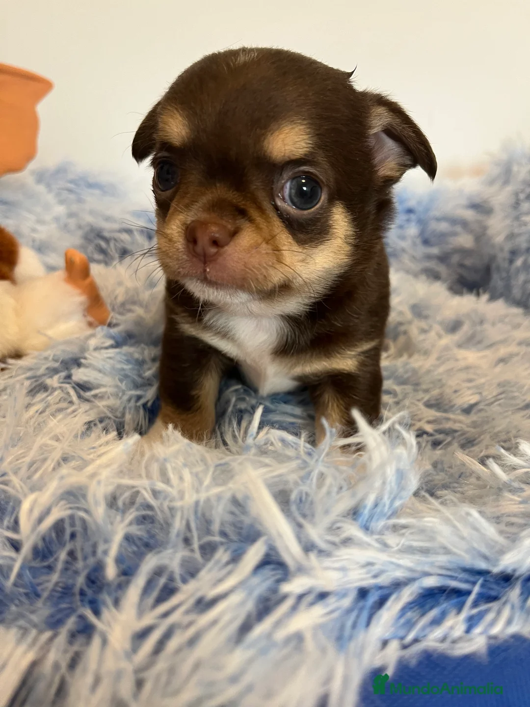 Chihuahua perros en venta: Machito toy  en Barcelona - Anuncio 1