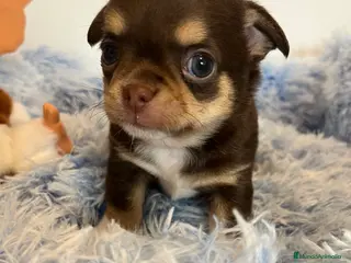 Chihuahua perros Machito toy en Barcelona - Anuncio 34