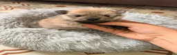 Pomerania perros en venta: pomerania  - Anuncio 4