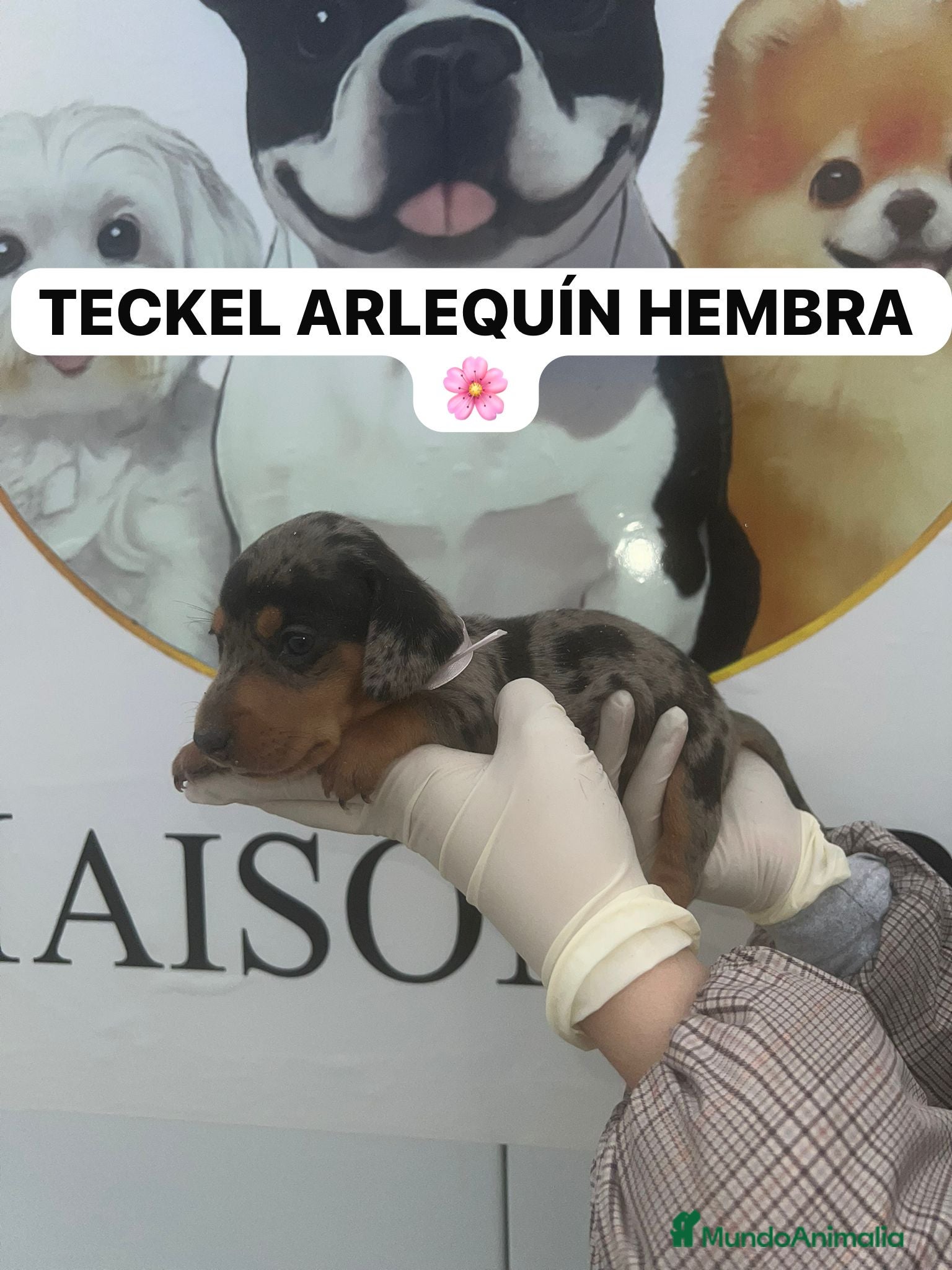 Teckel perros CAMADA DE PRECIOSAS TECKEL ARLEQUIN  - Anuncio 1